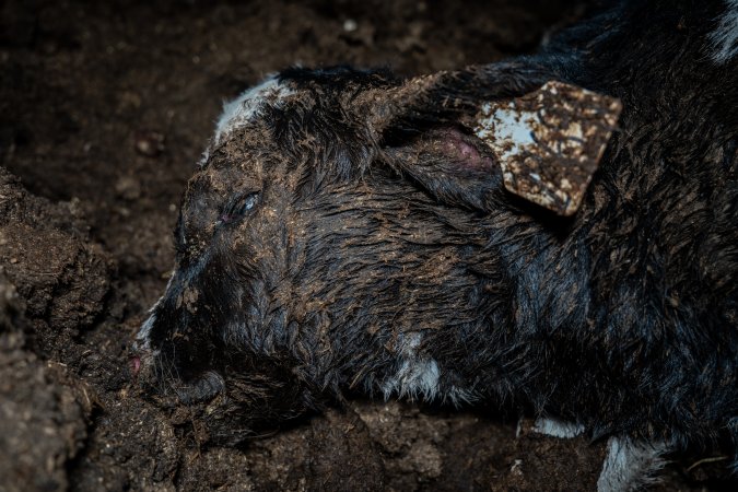 Cows, calves and bones on dead pile at dairy farm