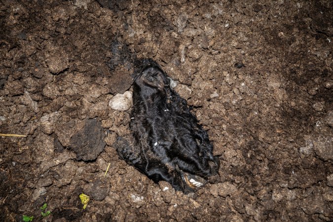 Cows, calves and bones on dead pile at dairy farm