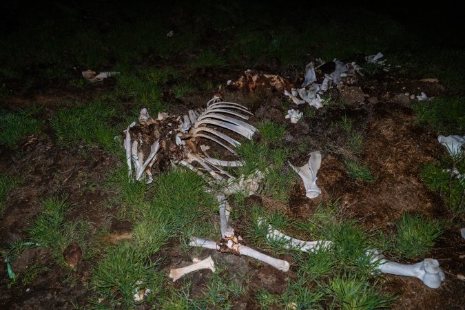 Cows, calves and bones on dead pile at dairy farm