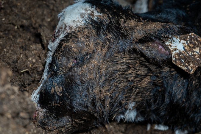 Cows, calves and bones on dead pile at dairy farm