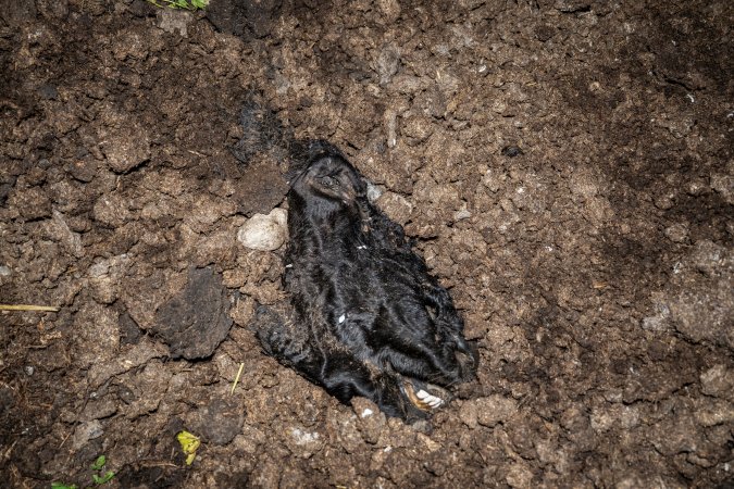 Cows, calves and bones on dead pile at dairy farm