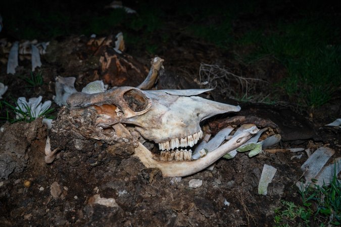 Cows, calves and bones on dead pile at dairy farm