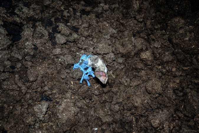 Cows, calves and bones on dead pile at dairy farm