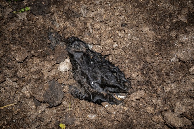 Cows, calves and bones on dead pile at dairy farm