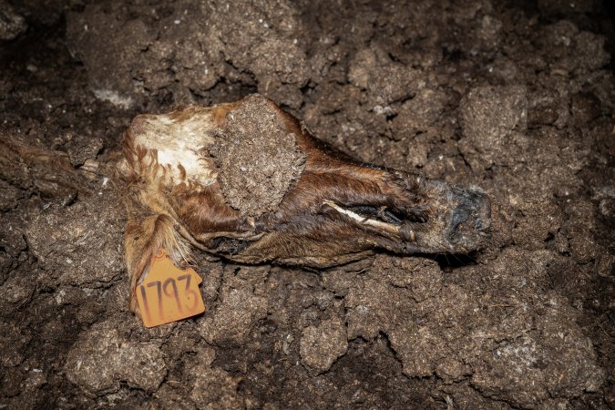 Cows, calves and bones on dead pile at dairy farm