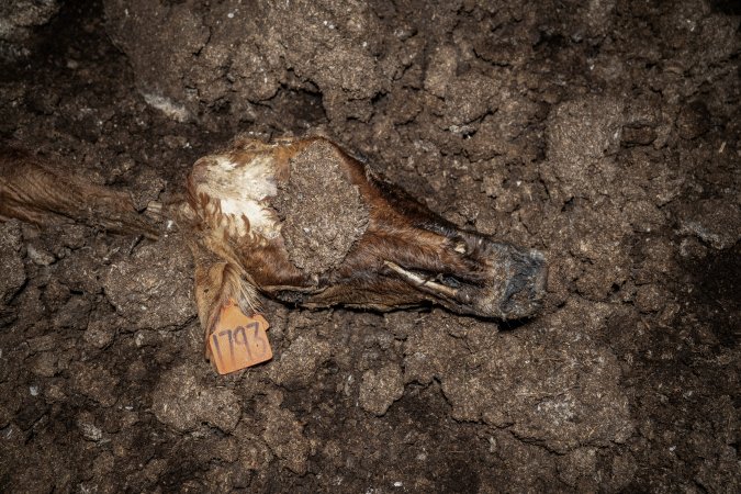 Cows, calves and bones on dead pile at dairy farm