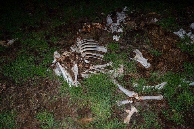 Cows, calves and bones on dead pile at dairy farm