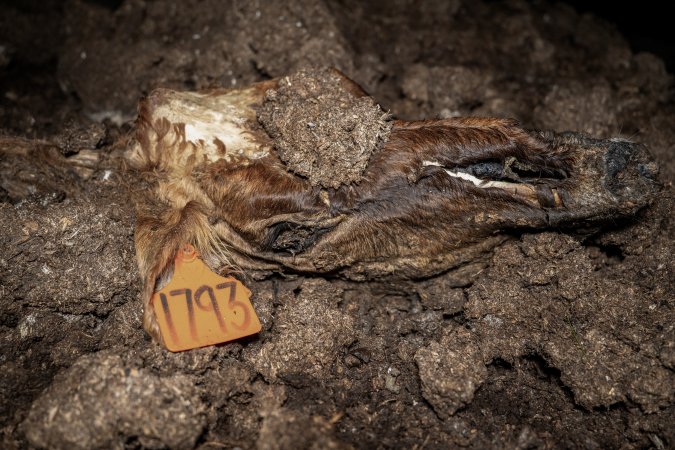 Cows, calves and bones on dead pile at dairy farm