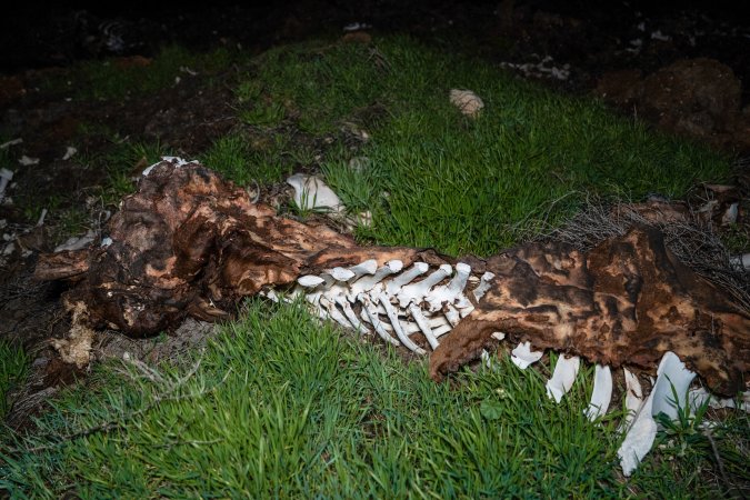 Cows, calves and bones on dead pile at dairy farm