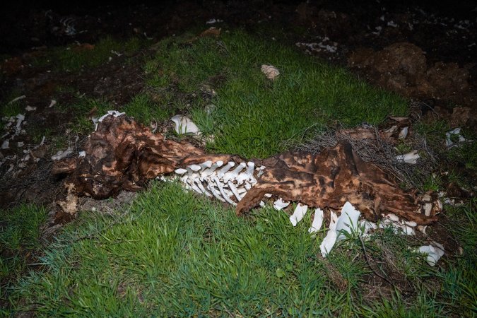 Cows, calves and bones on dead pile at dairy farm