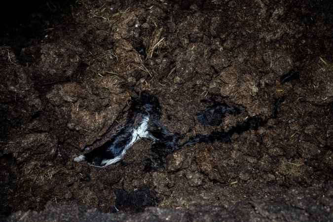 Cows, calves and bones on dead pile at dairy farm
