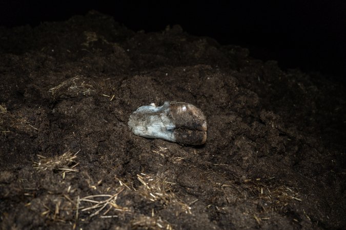 Cows, calves and bones on dead pile at dairy farm