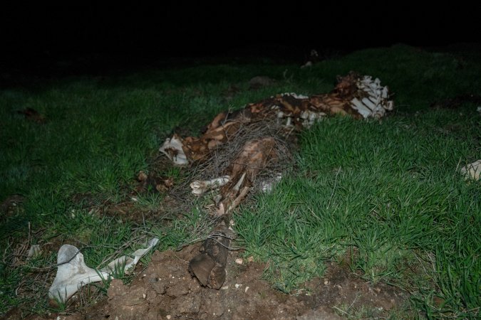 Cows, calves and bones on dead pile at dairy farm