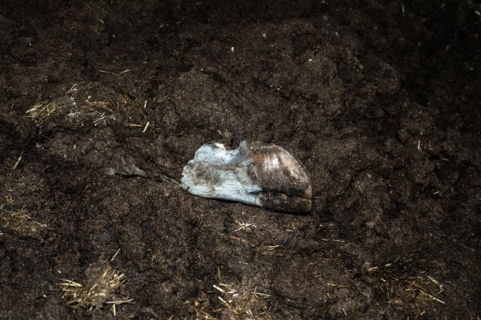 Cows, calves and bones on dead pile at dairy farm