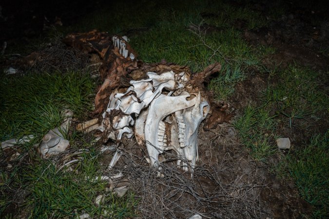Cows, calves and bones on dead pile at dairy farm