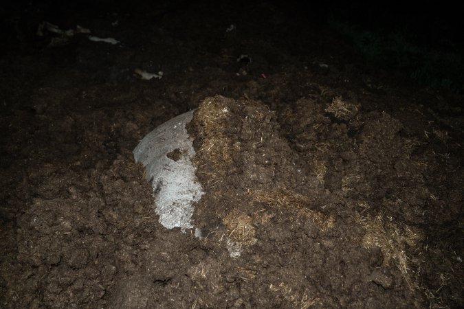Cows, calves and bones on dead pile at dairy farm