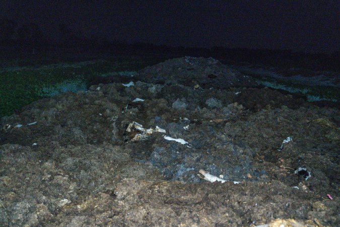 Cows, calves and bones on dead pile at dairy farm