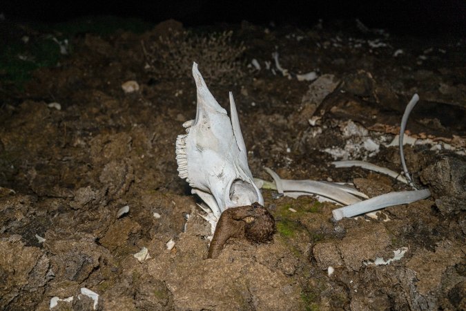 Cows, calves and bones on dead pile at dairy farm