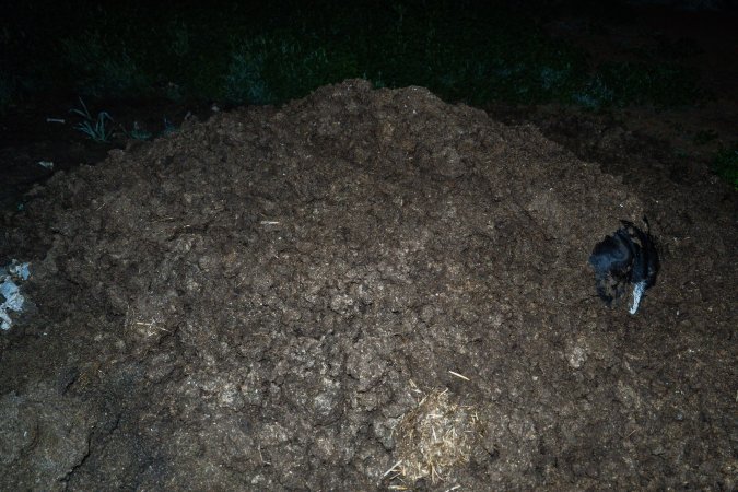 Cows, calves and bones on dead pile at dairy farm