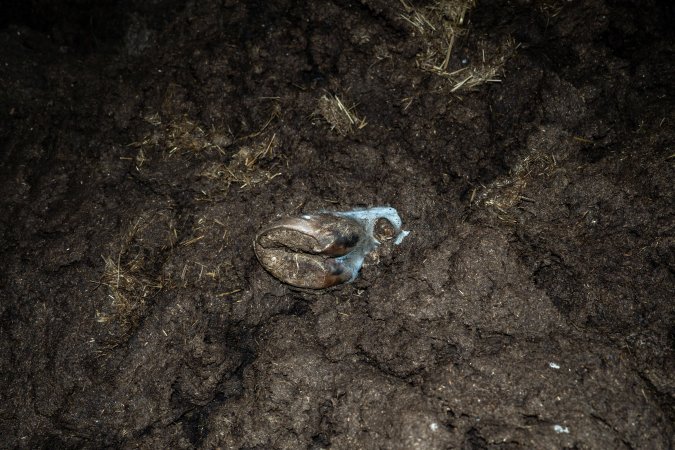 Cows, calves and bones on dead pile at dairy farm