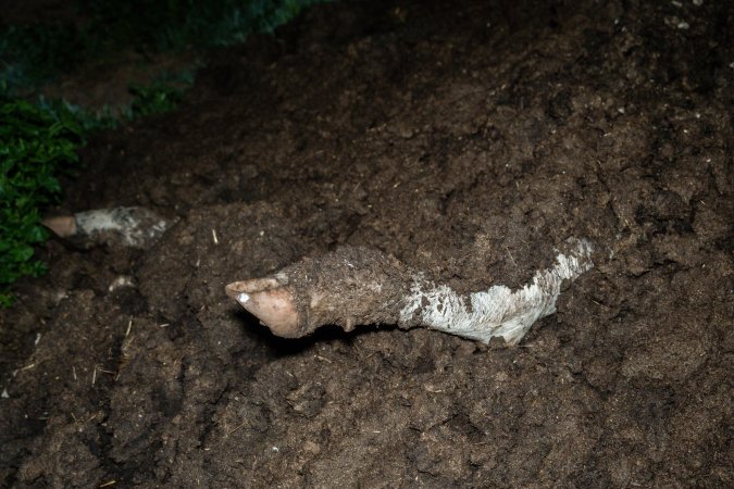 Cows, calves and bones on dead pile at dairy farm