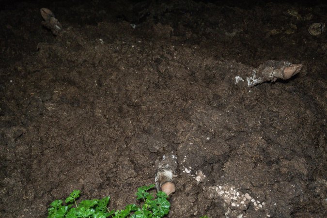 Cows, calves and bones on dead pile at dairy farm
