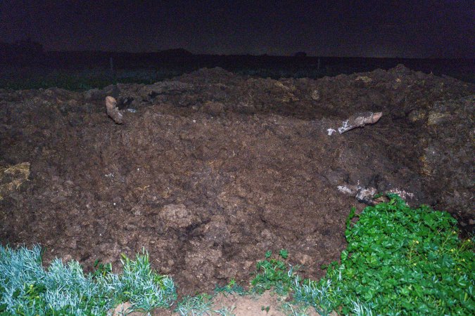 Cows, calves and bones on dead pile at dairy farm