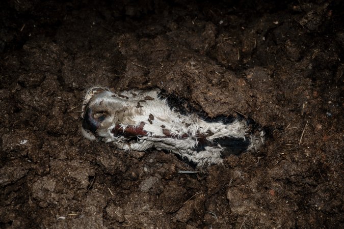 Cows, calves and bones on dead pile at dairy farm