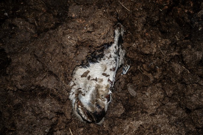 Cows, calves and bones on dead pile at dairy farm