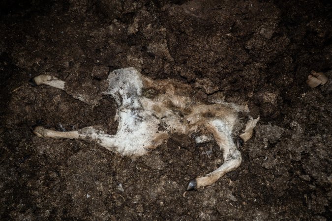 Cows, calves and bones on dead pile at dairy farm