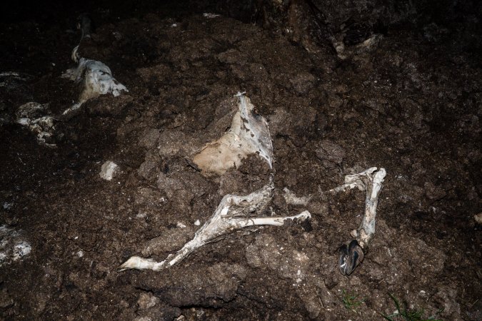Cows, calves and bones on dead pile at dairy farm