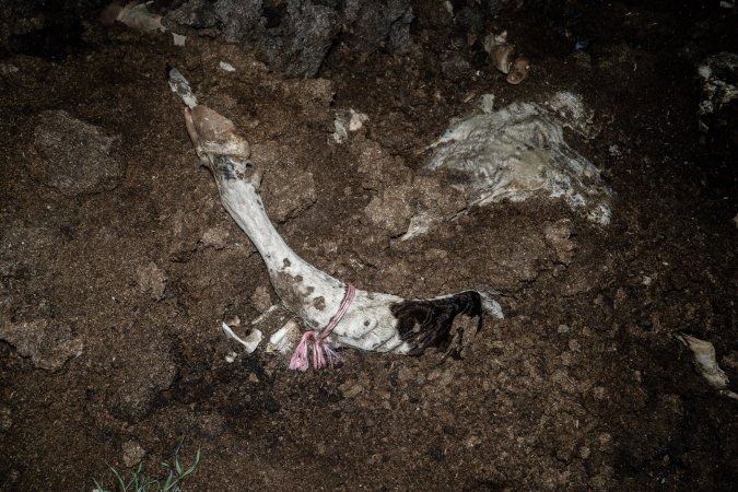 Cows, calves and bones on dead pile at dairy farm