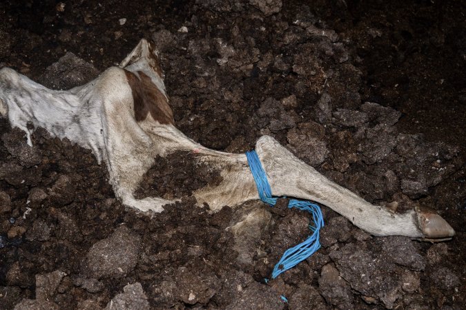 Cows, calves and bones on dead pile at dairy farm