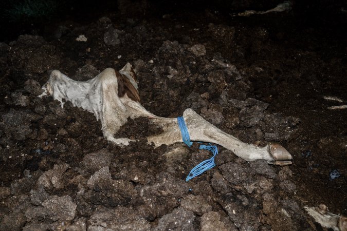 Cows, calves and bones on dead pile at dairy farm
