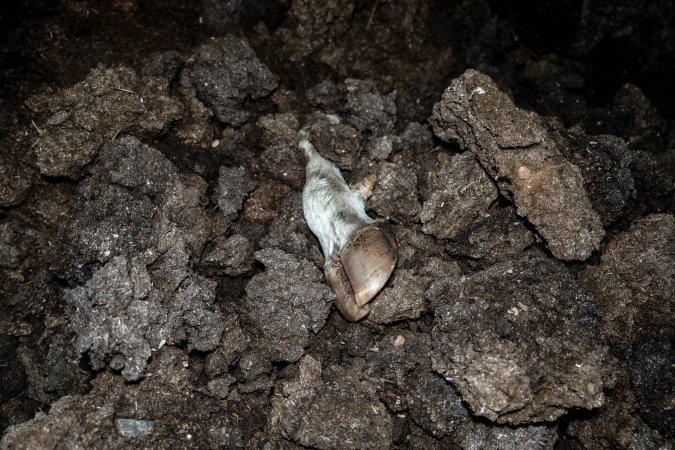 Cows, calves and bones on dead pile at dairy farm