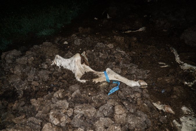 Cows, calves and bones on dead pile at dairy farm