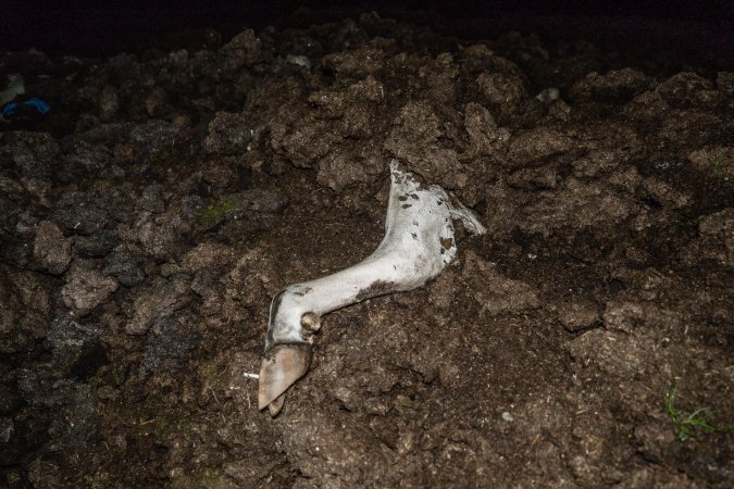 Cows, calves and bones on dead pile at dairy farm