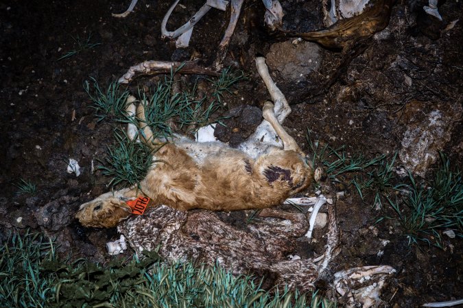 Cows, calves and bones on dead pile at dairy farm