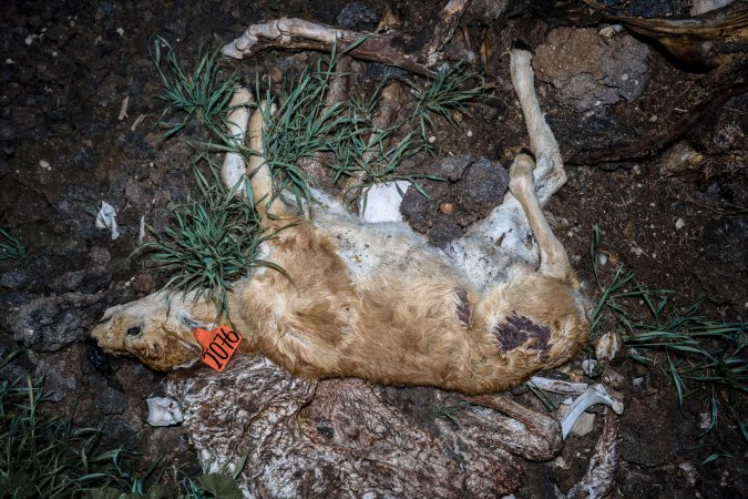 Cows, calves and bones on dead pile at dairy farm