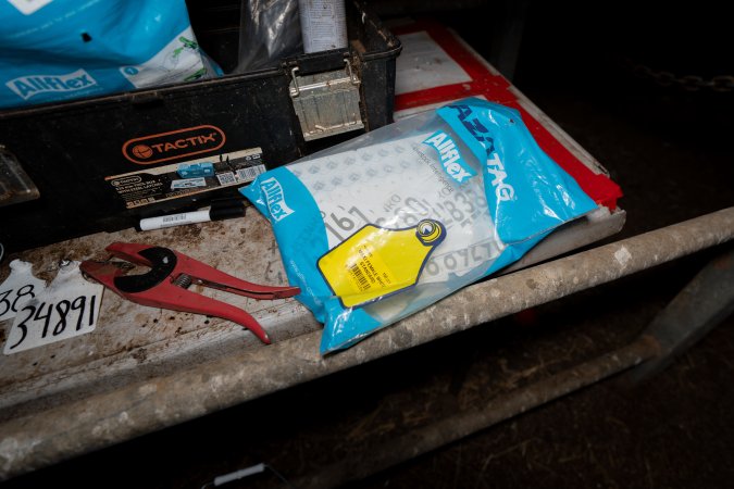Ear-tagging equipment at a dairy farm