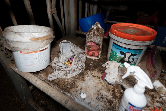Ear-tagging equipment at a dairy farm