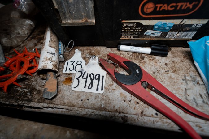 Ear-tagging equipment at a dairy farm