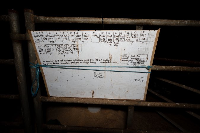 Whiteboard in calf shed at a dairy farm
