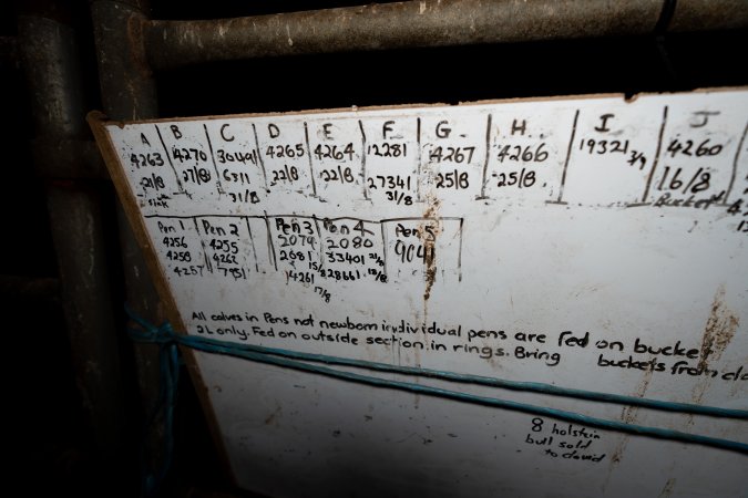 Whiteboard in calf shed at a dairy farm
