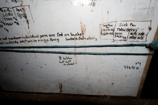 Whiteboard in calf shed at a dairy farm