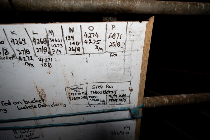 Whiteboard in calf shed at a dairy farm