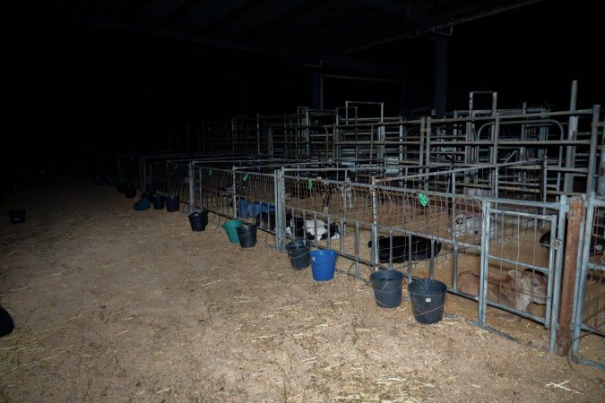 Calves in pens on dairy farm