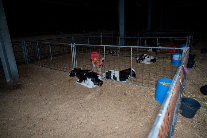 Calves in pens on dairy farm