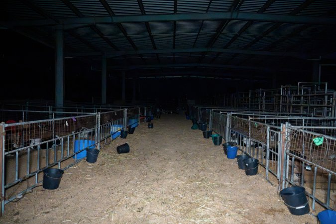 Calves in pens on dairy farm