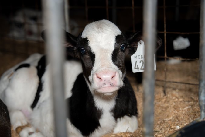 Calves in pens on dairy farm